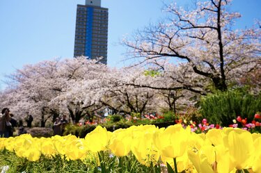 絢爛豪華に東京23区の春を彩る「桜とチューリップ」の競演！ 水辺の