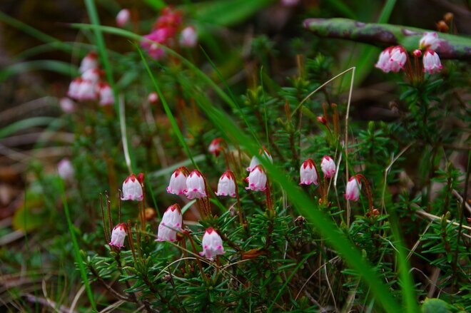 【原生林に癒される】コケ生す北八ヶ岳で出合う “高嶺の花” ミツバオウレン＜白駒の池とコケの森＞【今日も山旅気分 vol.41】の画像007