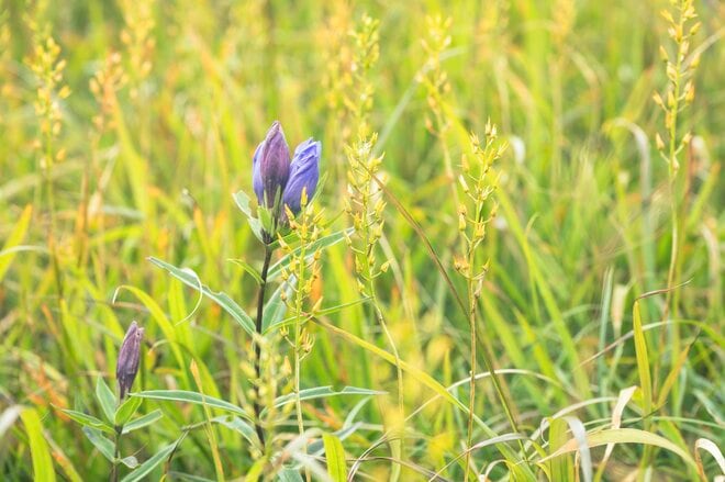 【登山】 “夏と秋、雨と晴れの狭間で揺れ動く景色” ワンチャンあるか！？ 「浅草岳」へ　新潟県魚沼市｜2026年の画像009