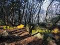 ゴールデンウィークには「ツツジ」が彩る、丹波「向山連山」 ユニーク岩たどる低山縦走＆「黒井城跡」見下す絶景レポート【兵庫県丹波市】の画像014