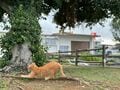 美しい沖縄の風景と琉球島猫「フォトセレクション」すべての島猫たちへの敬意と感謝を込めて【琉球島猫百景 vol.21「琉球弧の島猫たち」沖縄県】の画像002