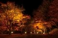 【3年連続全国No.1の紅葉スポット】「落ち葉の絨毯を狙うなら今でしょ！」鮮やかに染まるもみじ湖と“もみじのトンネル”《長野県・箕輪町》2022年の画像006