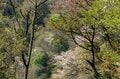 【渓流釣り】山は萌葱色、桜吹雪の渓で朧げにゆらめく白いイワナにドキドキ！ 「ドライフライで狙う春のフライフィッシング」 長野県飯田市・2025年の画像001