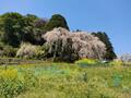 絶景でおなじみ「仁淀川」の秘境「桜＆ハナモモ」お花見スポット！  高知在住ライターが教える「一度は見たい春の情景」美しい里山＆集落の画像007