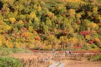 【長野県・つがいけロープウェイ】彩り豊か “紅葉の絨毯” が敷き詰められた天空の楽園「栂池自然園」はシャッターチャンスの宝庫！