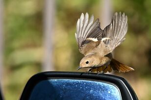 仰天！ 鏡に映った自分との熾烈ななわばり争い「バーチャルな相手」と戦う喧嘩っ早い野鳥たち  “ドアミラー”を巡る終わりなき戦い