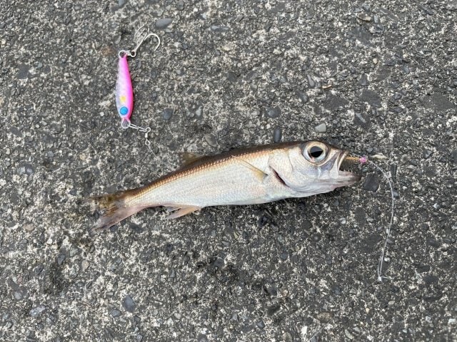 秋から冬が旬の「アジングロッドで狙える魚」3選！  初心者にもおすすめ「30cm未満」「分かりやすい反応」「美味しい」でターゲット選定の画像003