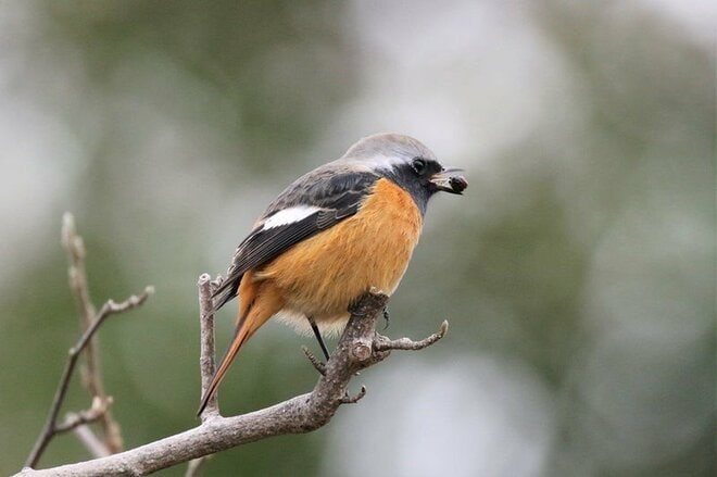 【バードウォッチング】ポイ捨てOK？  厳しい冬を乗り越える野鳥たちの食べ物をめぐる「残念過ぎる事情」とは   神奈川県｜2025年の画像009