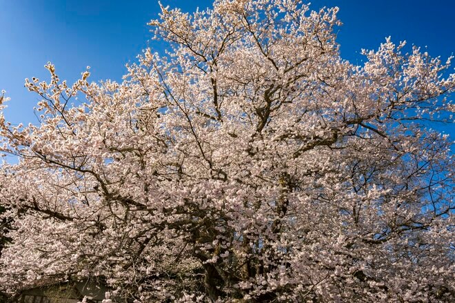 【最高のお花見スポット】信州の山里は花盛り！ 残雪の北アルプスに咲き誇る桜たち「写真映えしすぎる絶景スポットは今が旬！」“番所のベニシダレザクラ” と “立屋のエドヒガンザクラ” 長野県小川村・2022年の画像008