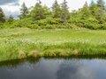 白い妖精・ワタスゲ踊る極上トレイル！「芳ヶ平湿原」を歩く＜群馬県＞の画像008