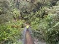 第3回｜世界遺産の “世界一美しい散歩道”「ミルフォードトラック」体験記・4日目＆5日目 ── 54km完歩！  苔きらめく雨のトレイルと滝クルーズの画像009