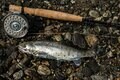 【渓流釣り】まるで水生昆虫の見本市！ おびただしい数の虫たちにライズがボコボコ、銀ピカ砲弾ヤマメがロッドを絞る  「感動的な初夏の川辺のシンフォニー」 “千曲川水系” 新潟県・2024年の画像006