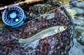 【渓流釣り】「粒ぞろいの美形渓流魚たち」魚影濃い！ キャッチ＆リリース区間・清流に癒された一日  小菅川／山梨県 2022年の画像008