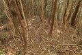 出丸の大切岸と圧巻の畝状竪堀群！  約4時間にわたる実地踏査でみた防衛遺構とは　石見国・松山城〈後編〉（島根県江津市）【戦国の山城を攻める vol.04】の画像004