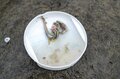 【渓流釣り】たった一匹のヤマメを釣るために！ “メタボなんて気にしない” 「昆虫食より魚派！ でも何でもいいかな」大食漢の欲張り山女の画像010