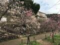 梅の見ごろ「吉野の桜・和歌山のミカン・丹波の栗」に並ぶ「江戸以来」の“間違いない”名所！　駅10分「岡本梅林公園」＆「保久良梅林」散策レポ【兵庫県神戸市】の画像002