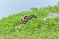 登山やキャンプ、里山、市街地でも「イノシシ・サル・クマ」に出遭ったときの「自分の身を守る行動」の画像003