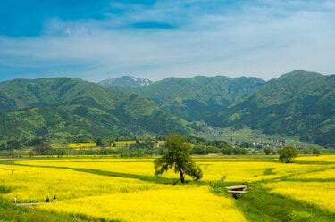 ゴールデンウィーク】菜の花畑、見頃です！ 「春の北信濃に広がる黄色い海」絶景3選【長野県飯山市】2024年｜トラベル｜特集｜BRAVO MOUNTAIN