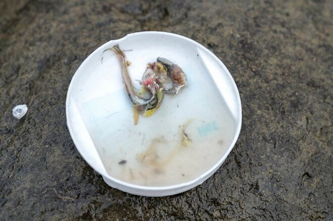 【渓流釣り】たった一匹のヤマメを釣るために！ “メタボなんて気にしない” 「昆虫食より魚派！ でも何でもいいかな」大食漢の欲張り山女の画像010