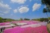 一度は見たい「芝桜」の絶景！  現地通ライターが教える「秩父の賢い歩き方」羊山公園・グルメ・パワースポット
