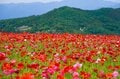 「天空のポピー」彩の国を彩る絶景はまさに楽園【埼玉県・東秩父村/皆野町/長瀞町】の画像013