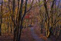 【まだ間に合う！晩秋の山歩き】紅葉終盤は落ち葉歩きで決まり「 駐車場から1時間以内の絶景」晩秋ハイク・東西2選【今日も山旅気分 vol.26】の画像007