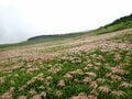 【北海道の縦走登山の鉄板ルート】大雪山系の主要部を縦走する旭岳からトムラウシ山への縦走！  2025年・北海道の画像006