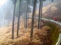 花咲くトレイルから春を感じよう！  空に舞う黄色のぼんぼり「ミツマタのトレイル」 群馬、滋賀、栃木・茨城のおすすめスポット【2024年】の画像002