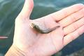 晩夏からがシーズン！  初心者＆親子でも簡単なハゼの「ミャク釣り」仕掛け・エサ・釣り方の「ポイント」とは？の画像009