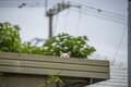 「うりずん」の季節に沖縄本島北部の中核都市・名護の市街地で出会ったシマネコたち【琉球島猫百景 vol.10  名護「屋根の上のニャ～ゴ」】の画像002