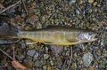 自分で釣ったらなんでもおいしいはウソ！？「川魚が一番おいしく食べられそうな調理法」を試してみましたの画像003