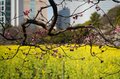 東京に春、来てます！ 都心のオアシス「浜離宮恩賜庭園」では今、梅と菜の花が見ごろを迎える【東京都・中央区】の画像001