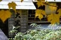 歩いてしか行けない山の中の秘湯！  栃木県・那須岳の【三斗小屋温泉 大黒屋】で「源泉かけ流しの湯」と、新鮮素材を使った「滋味あふれる食事」を堪能するの画像014