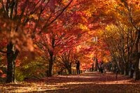 【3年連続全国No.1の紅葉スポット】「落ち葉の絨毯を狙うなら今でしょ！」鮮やかに染まるもみじ湖と“もみじのトンネル”《長野県・箕輪町》2022年