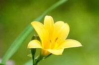 ココでしか見られない花がある「ムサシノキスゲ」唯一の自生地「浅間山公園」新緑の中で可憐に咲きほこる【東京都・府中市】