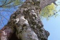 樹齢400年以上！ 伝説のブナ「森太郎」20年の記憶！ 高さ25m幹周5ｍ「森の巨人たち百選」にも選出「長野県鍋倉山・巨木の谷」フォト＆レポート