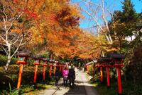 京都「紅葉の奥座敷・パワースポットめぐり」約2時間ハイキング！  源義経ゆかり「鞍馬寺」から、イベント盛りだくさん「貴船神社」錦秋レポ