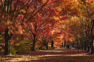 【3年連続全国No.1の紅葉スポット】「落ち葉の絨毯を狙うなら今でしょ！」鮮やかに染まるもみじ湖と“もみじのトンネル”《長野県・箕輪町》2022年