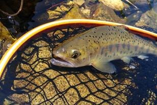 インターから車10分でアクセス「魚野川C&R区間」で渓流釣り「いかにも釣れそう」なポイントにニッコリ！  魚の多さにビックリ！  結果は？【新潟県南魚沼市】