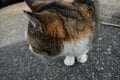 米CNN選出「世界6大猫スポット」のひとつ「相島」1周5.4㎞でも「ネコ密集＆過疎」エリアあり！「とことん戯れられる」3か所とは「現地レポ」の画像004