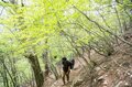 【6月におすすめしたい大展望の難読山】西上州の最高峰「御座山」って読めますか？  気になるシャクナゲの咲き具合もレポートの画像006