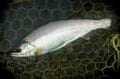 「夢とロマン」利根マスに憧れて！ “川から川へ釣り歩く理由”とは 【フライフィッシング】 2023年・群馬県渋川市の画像003