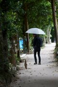 春雨の備瀬フクギ並木で出会った待ち猫たち【琉球島猫百景 vol.11　沖縄県本部町】の画像003