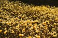 【3月は花見ハイク】一度見たら毎年来たくなる！「都留アルプス」 圧巻のミツマタ群生地【月めくりの低山カレンダー vol.3】の画像001