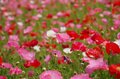 「天空のポピー」彩の国を彩る絶景はまさに楽園【埼玉県・東秩父村/皆野町/長瀞町】の画像007
