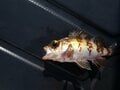  秋から冬の「東京湾」の釣りもの！  アクセス良好＆身軽なギアでOK「ターゲットにしたい魚種」3選！  ビギナー向けレポの画像002