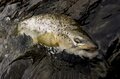 にぎわう秋の犀川！  釣果は上々「セカンドシーズン滑りだし好調の模様を地元アングラーがリポート」【2021年・秋】の画像004