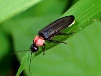季節の虫