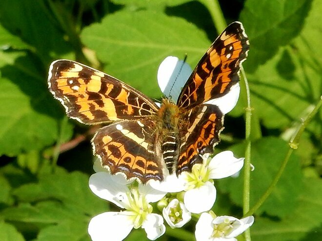 姿の異なるそのチョウは本当に別種？  季節によって姿が変わる虫たち【あなたのすぐそばにいる「季節の虫」の探し方 vol.17】の画像002