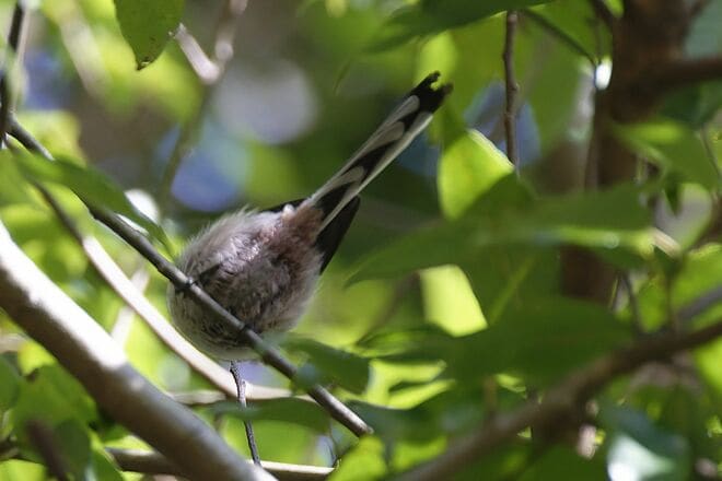 【バードウォッチング】支持率爆上がりの野鳥界アイドル「シマエナガ」にちょっと待ったぁ！  千葉のそっくりさんこそ、かわいらしさナンバーワン！？  2026年の画像006